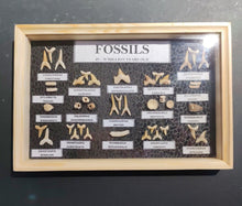 Boxed selection of Fossil Shark teeth/vertebre