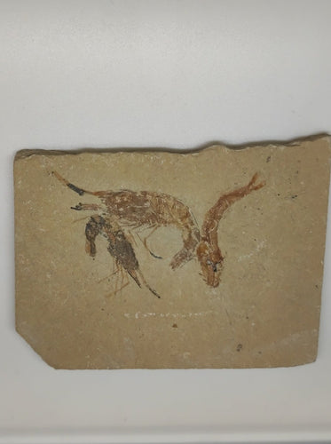 Fossil Shrimp and Fish