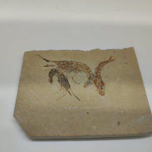 Fossil Shrimp and Fish