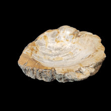 Petrified wood bowl