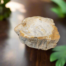 Petrified wood bowl