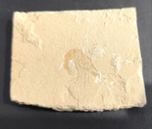 Fossil Shrimp