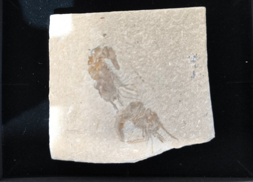 Fossil shrimp