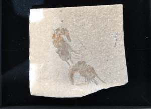Fossil shrimp