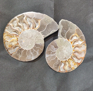 Madagascar Ammonite pair