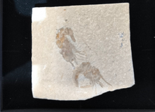 Fossil shrimp