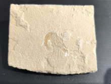 Fossil Shrimp