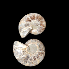 Madagascar Ammonite Pair