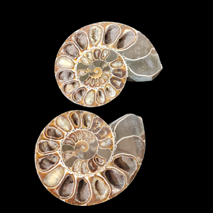 Madagascar Ammonite Pair