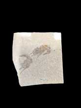 Fossil shrimp