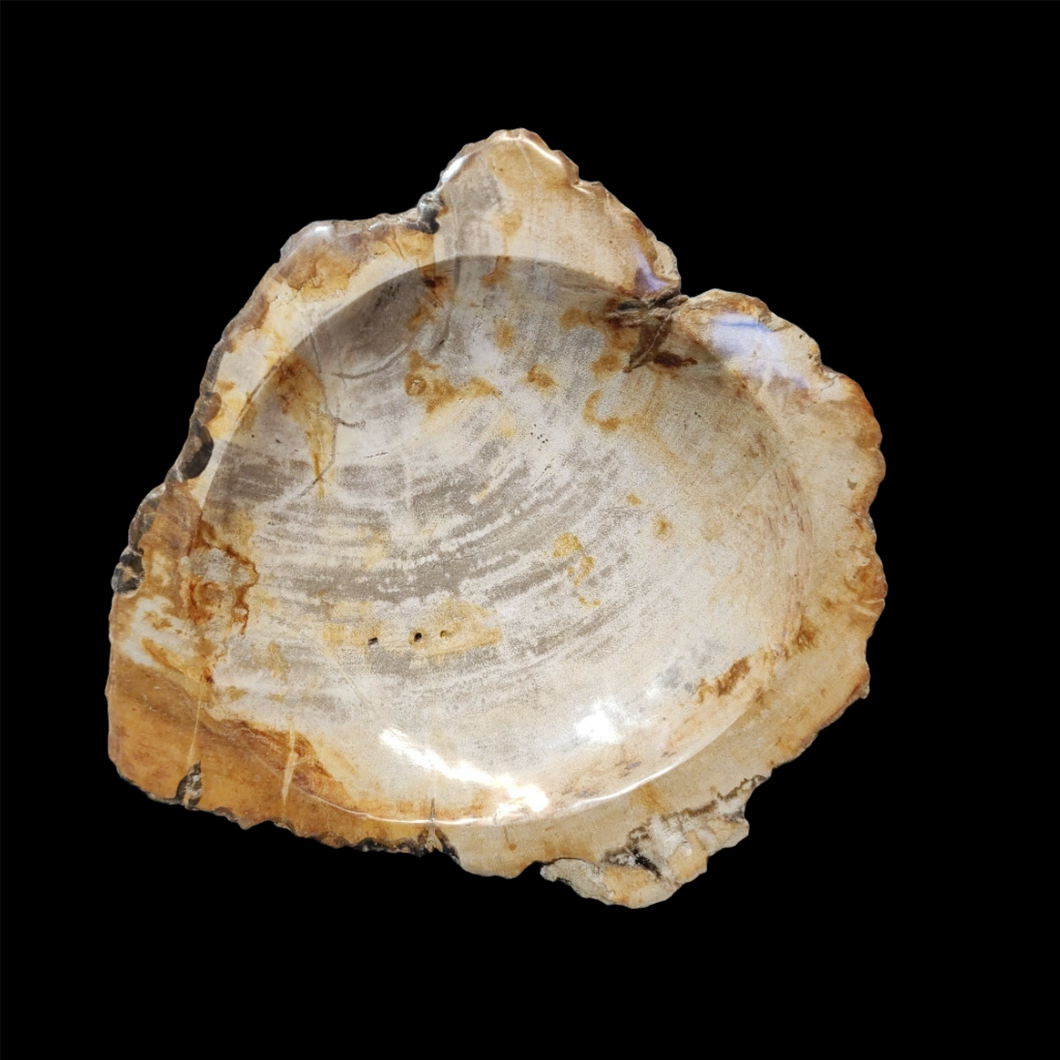 Petrified wood bowl