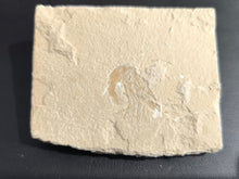 Fossil Shrimp