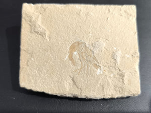 Fossil Shrimp