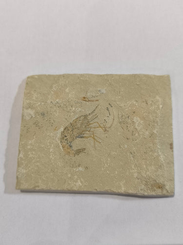 Fossil shrimp