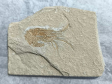 Fossil shrimp