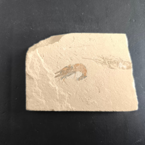 Fossil shrimp