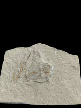 Fossil shrimp