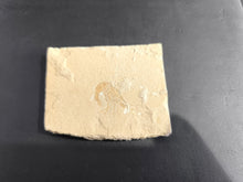 Fossil Shrimp