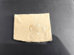 Fossil Shrimp