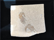 Fossil shrimp
