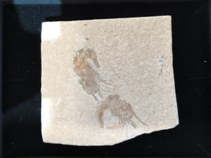 Fossil shrimp