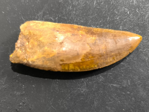 Carcharondontosaurus