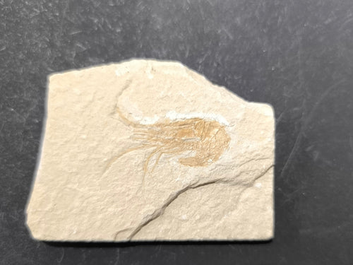Fossil shrimp
