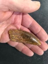 Carcharondontosaurus