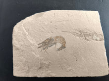 Fossil shrimp