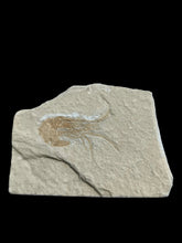 Fossil shrimp