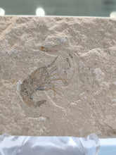 Fossil shrimp