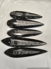 Orthoceras Fossil in Black Limestone