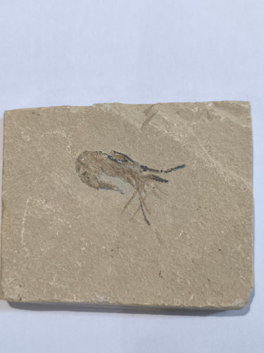 Fossil Shrimp