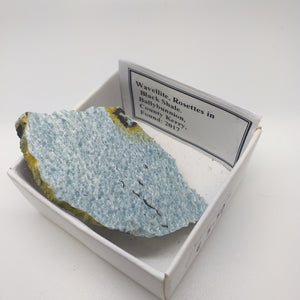 Wavellite , Rosettes in Black Shale - Irish Mineral