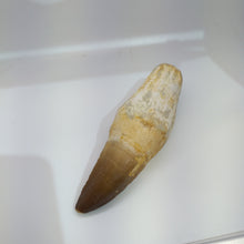 Mosasaur Tooth