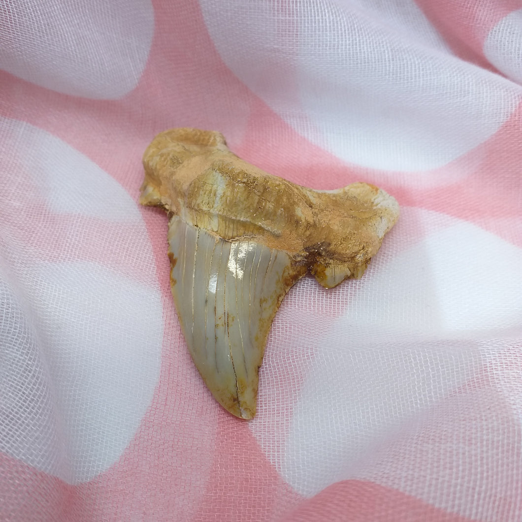Shark Tooth Otodus  Obiliquus