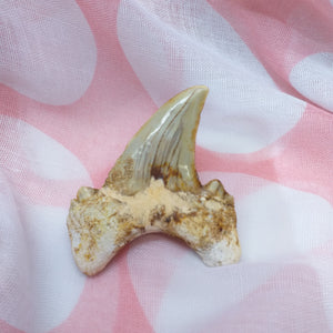 Shark Tooth Otodus  Obiliquus