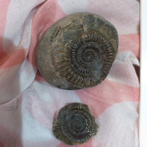 Dactilioceras Ammonite -  Positive/Negative