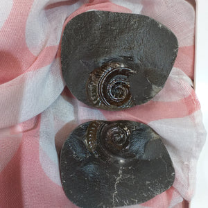 Dactilioceras Ammonite -  Positive/Negative