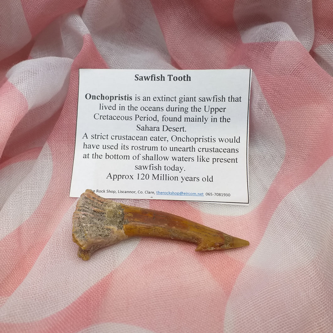 Saw fish fossil tooth