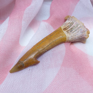 Saw fish fossil tooth