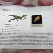 Raptor Tooth