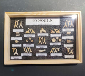 Boxed selection of Fossil Shark teeth/vertebre