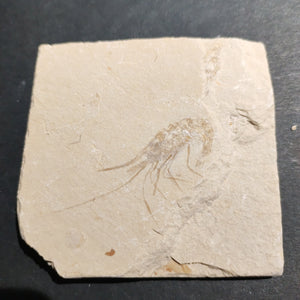Fossil shrimp