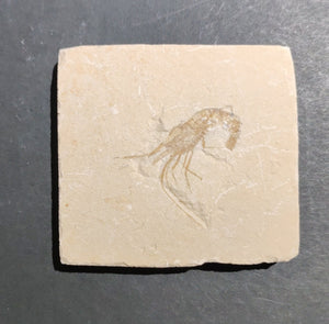 Fossil shrimp and fish