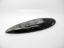 Orthoceras Fossil in Black Limestone